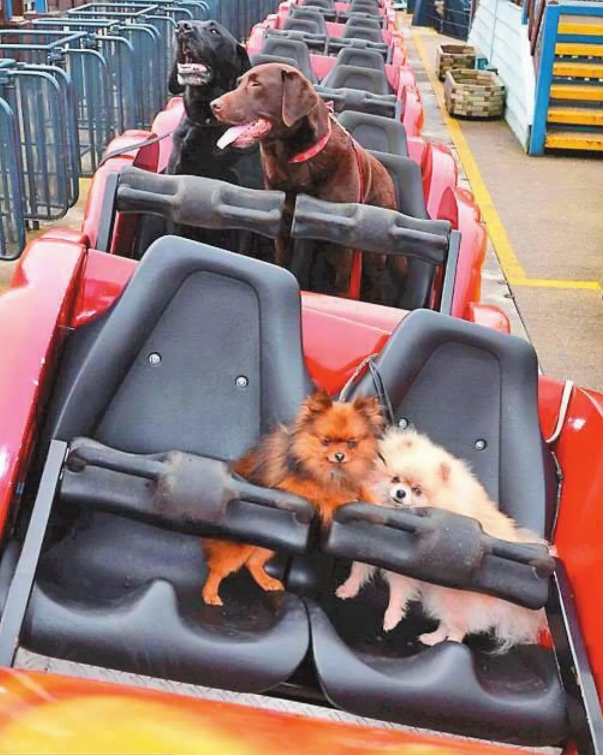 狗狗進遊樂園 體驗雲霄飛車