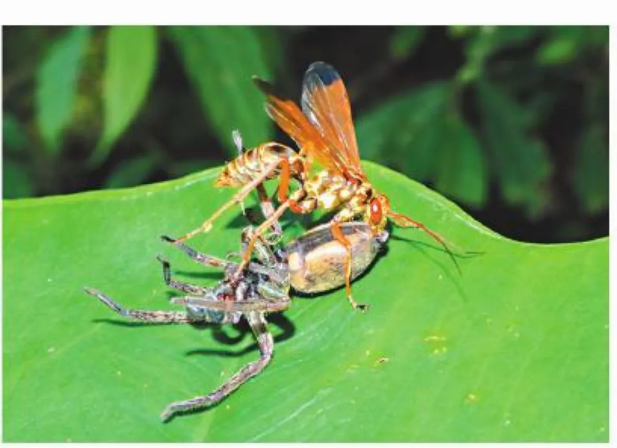 昆蟲小宇宙 蛛蜂Spider-hunting Wasp 為育雛獵殺蜘蛛