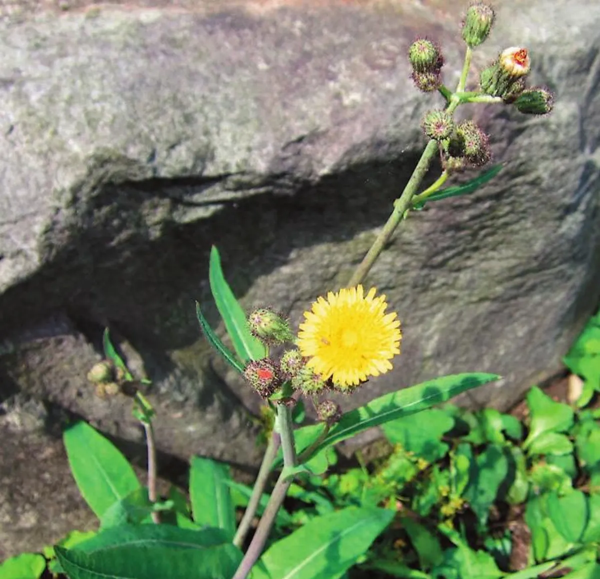 【一隅三反】 生命之花