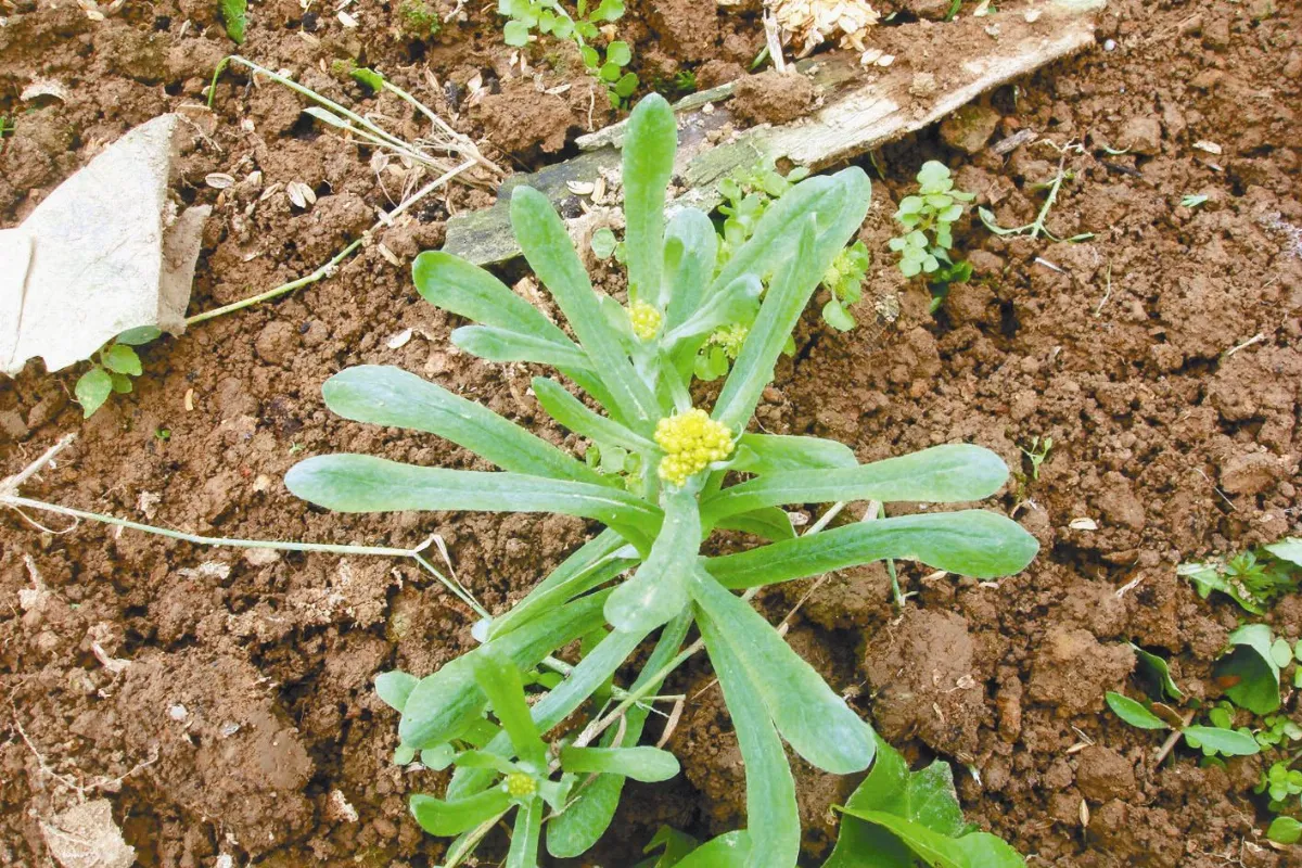 記憶 的味道做粿花語─鼠麴草