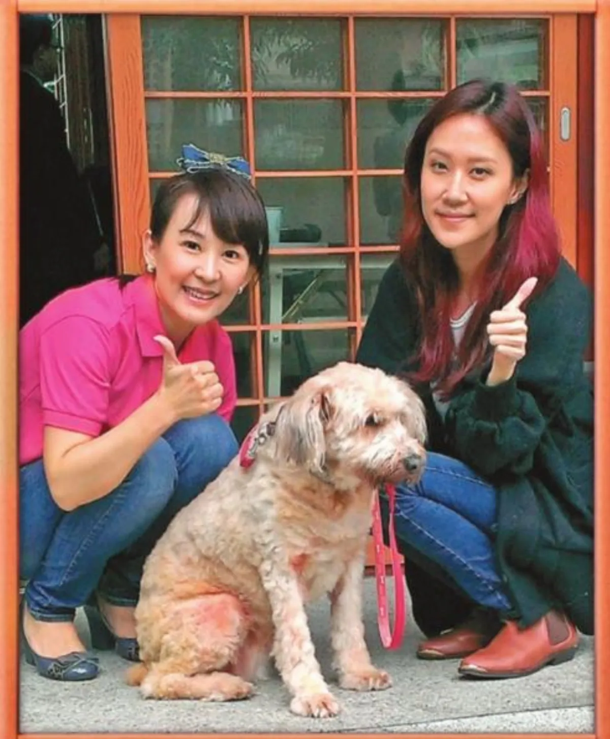 十二夜發酵 犬貓臉書粉絲團 義工協尋認養家庭