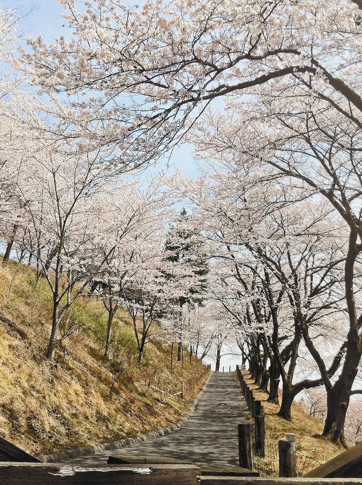 日法水寺安基晴空現法輪