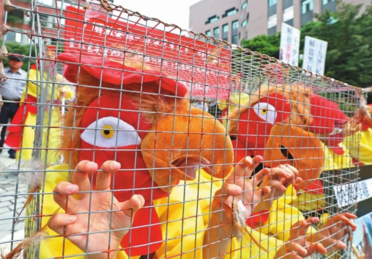 給我好蛋 動保團體籲解放蛋雞