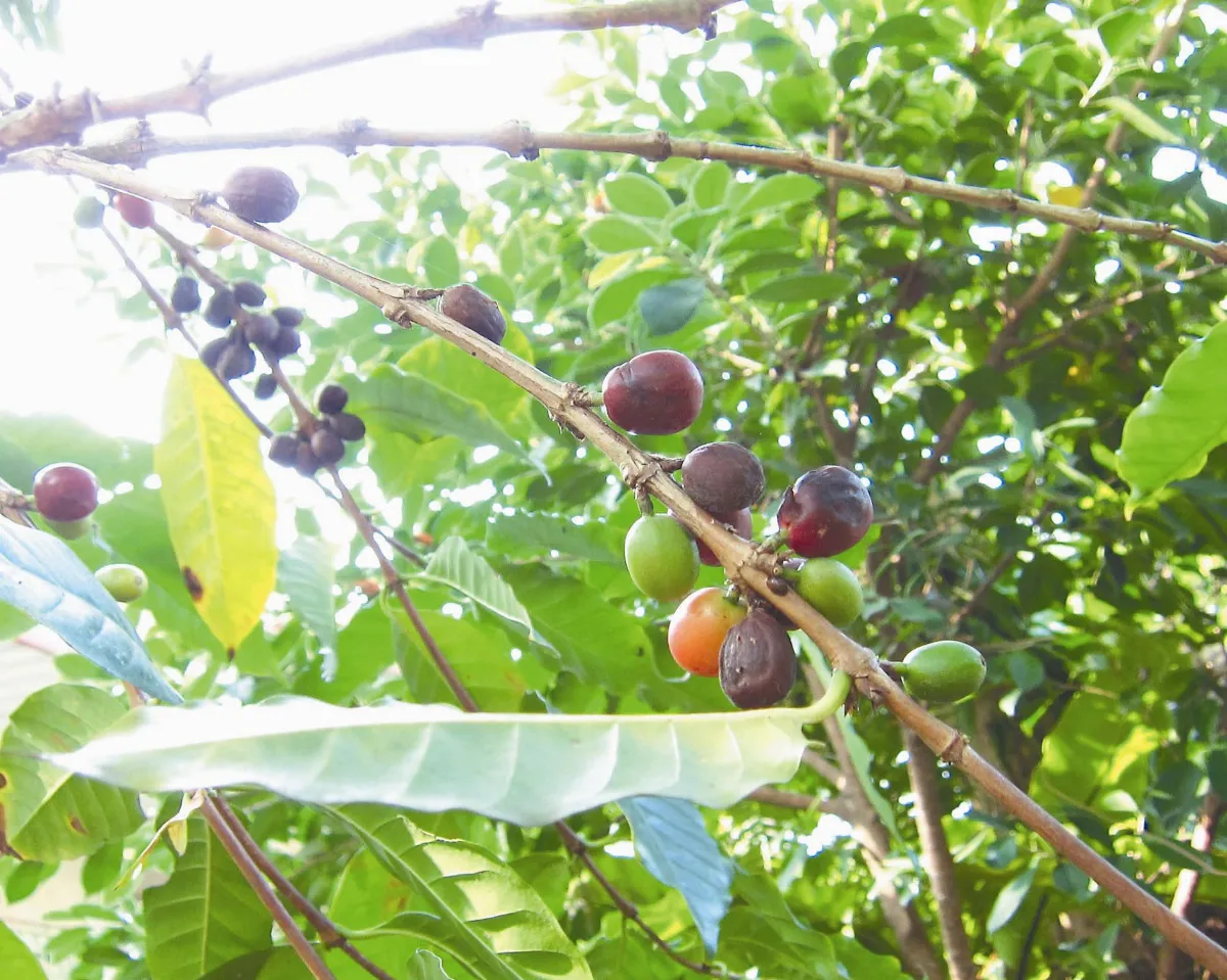 【人間植物禪】 咖啡在台灣