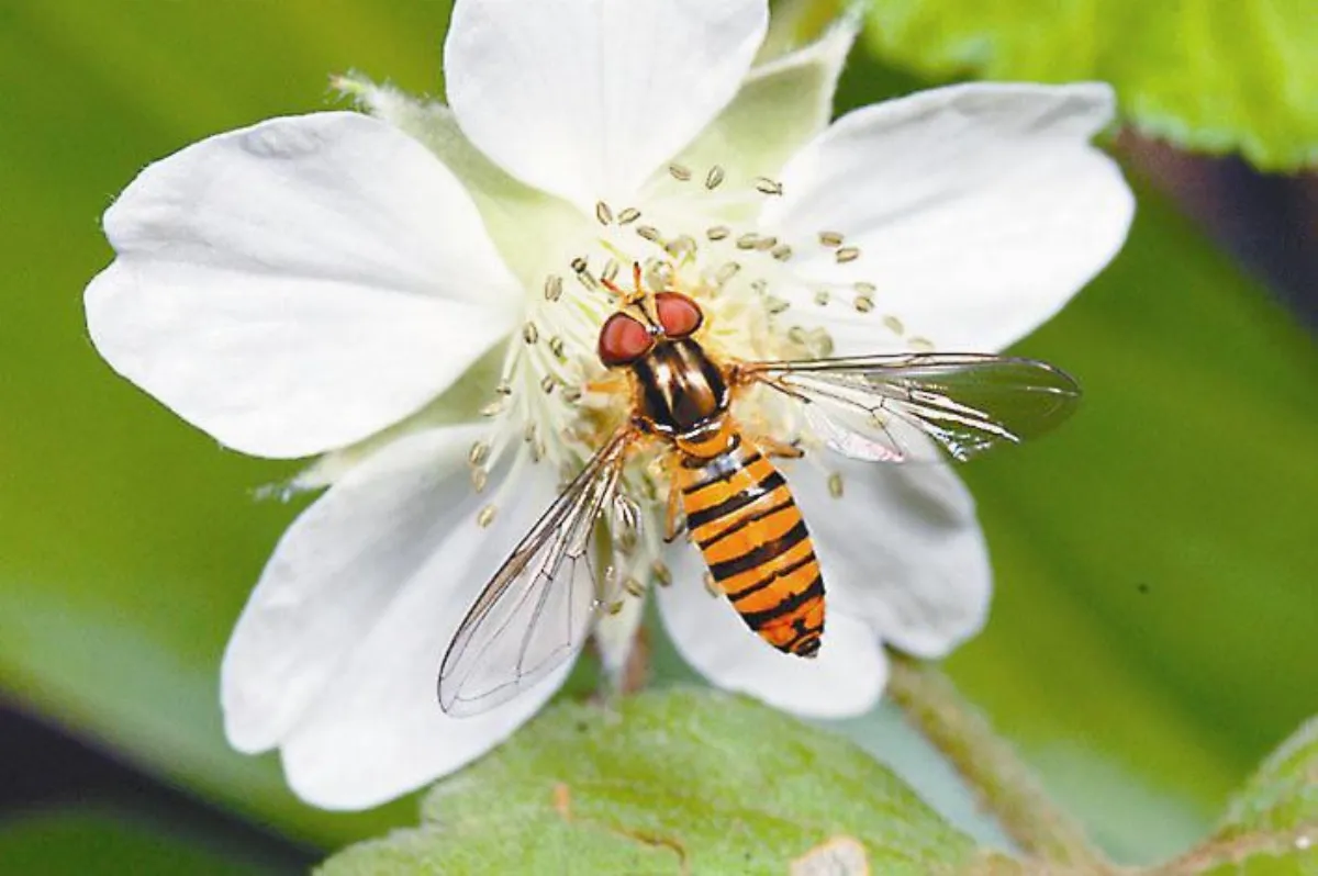 昆蟲小宇宙  細扁食蚜蠅 Hover Fly ─傳說故事的主角