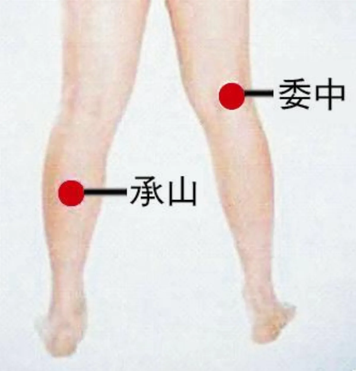 【中醫養身館】 小腿抽筋調治法