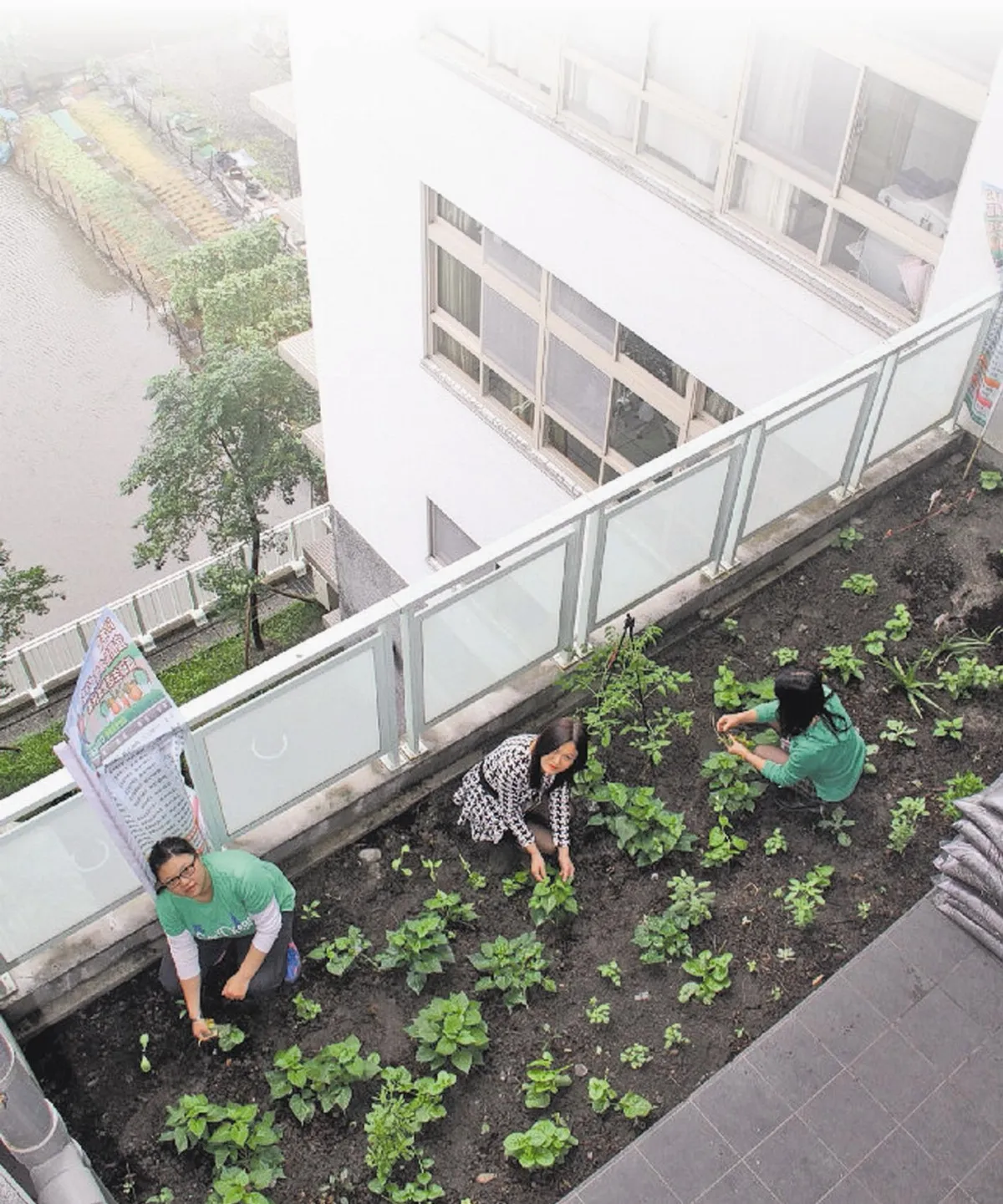 都市綠活 陸莉娟：親愛的，我把陽台變菜園！