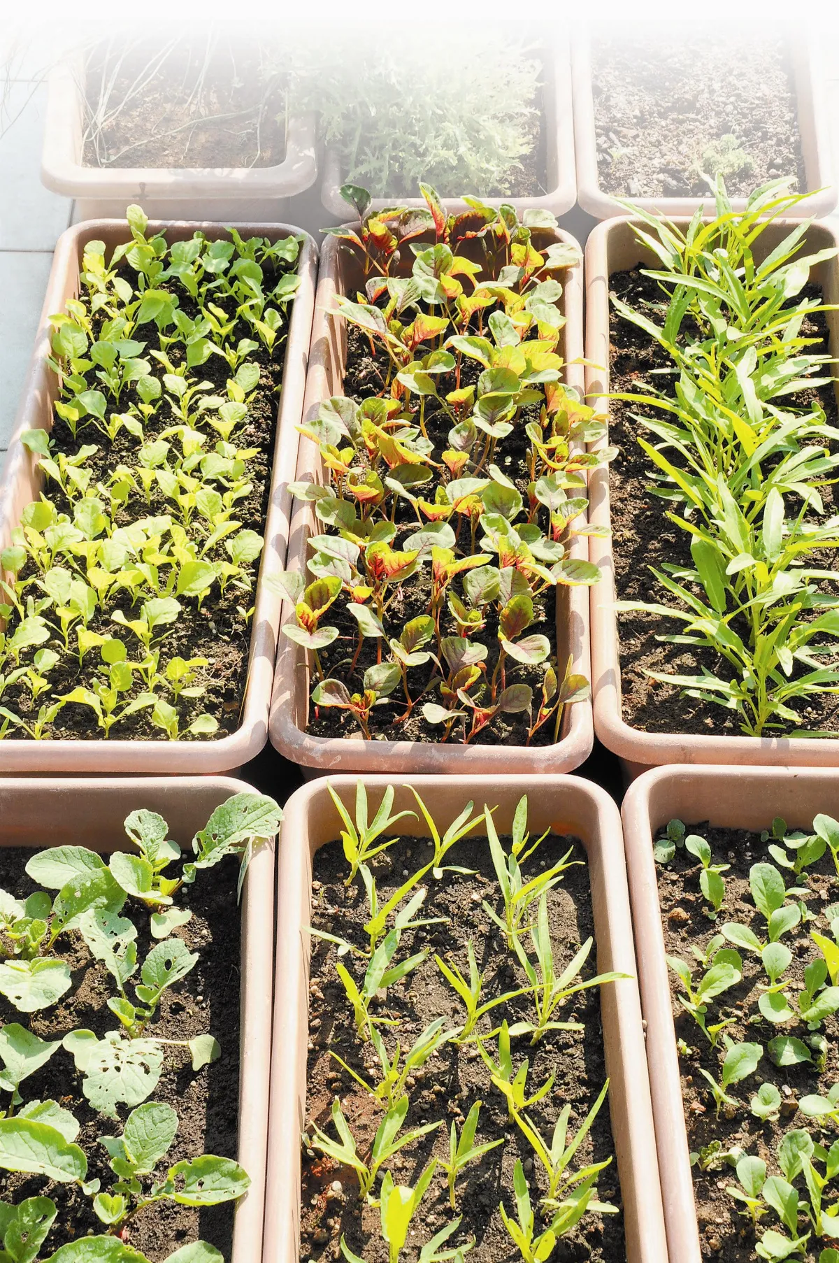 居家種菜照過來