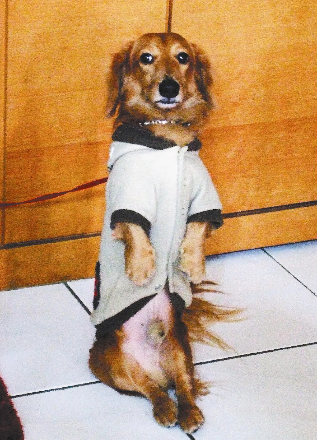 再見了！ 犬子Money