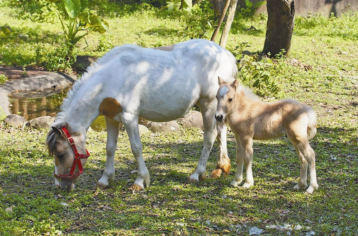 迎接新生命 動物園 迷你馬添丁