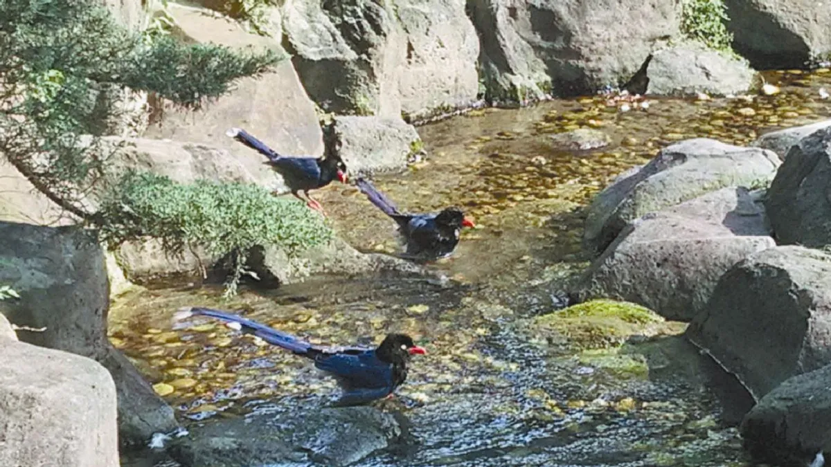 台北賓館傳喜訊 藍鵲築巢 黑天鵝孵蛋