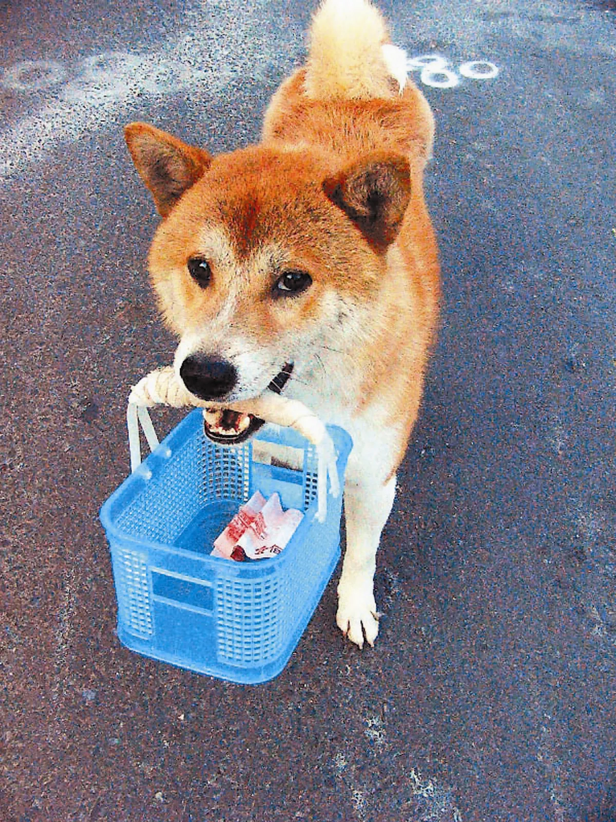 柴犬 初飼者不易駕馭
