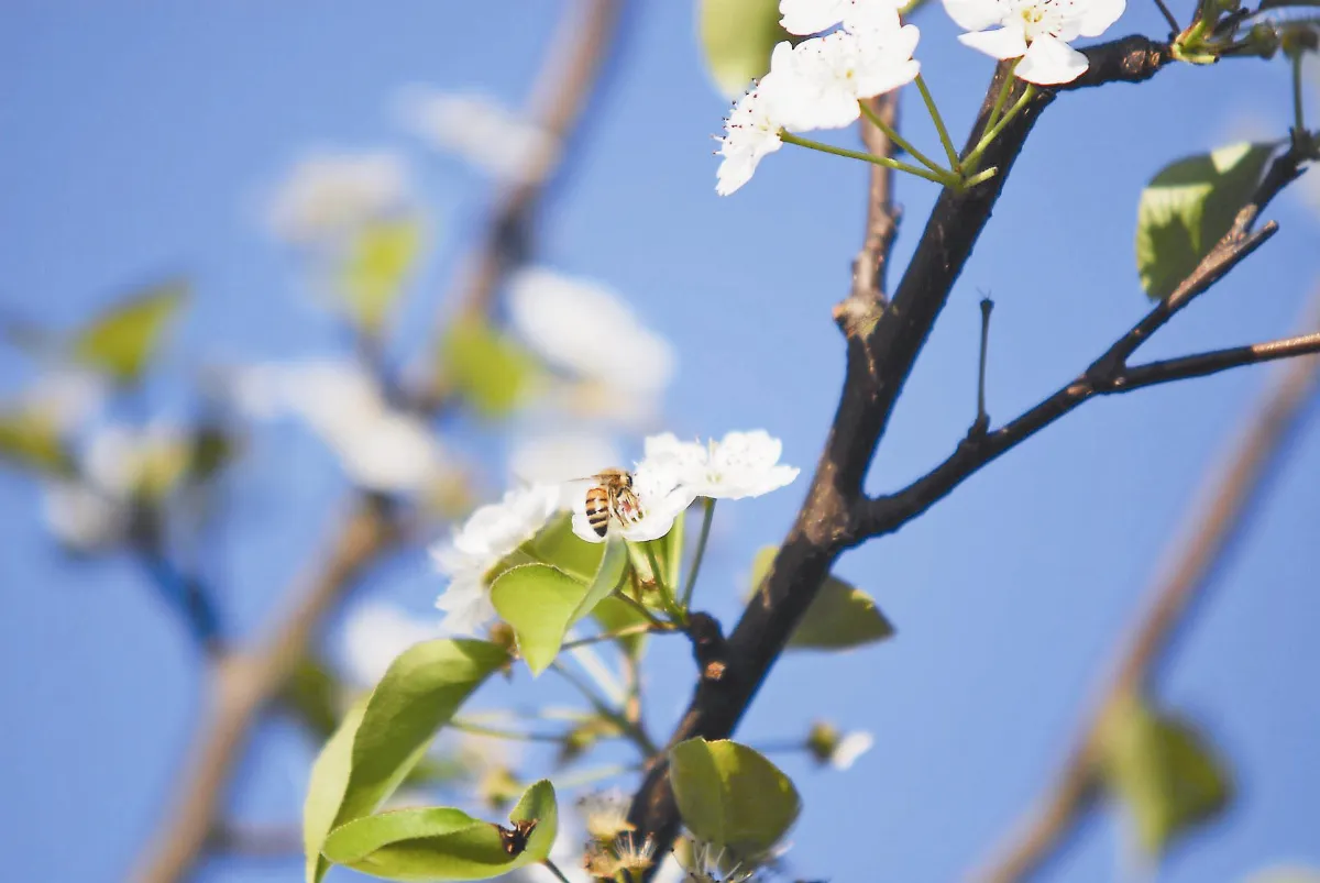 【遊藝筆記】  梨花似雪
