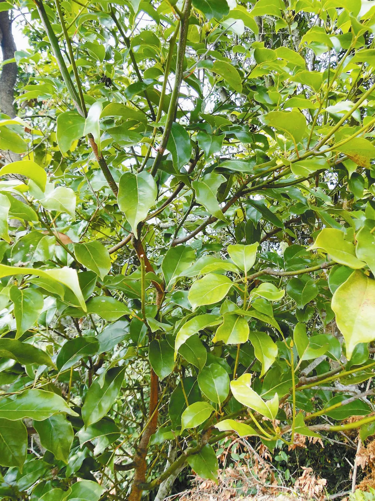 【人間植物禪】 培養牛樟芝