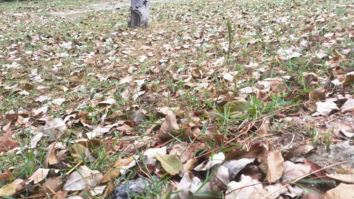 【母親節詩篇】 孟郊兩首詠母詩