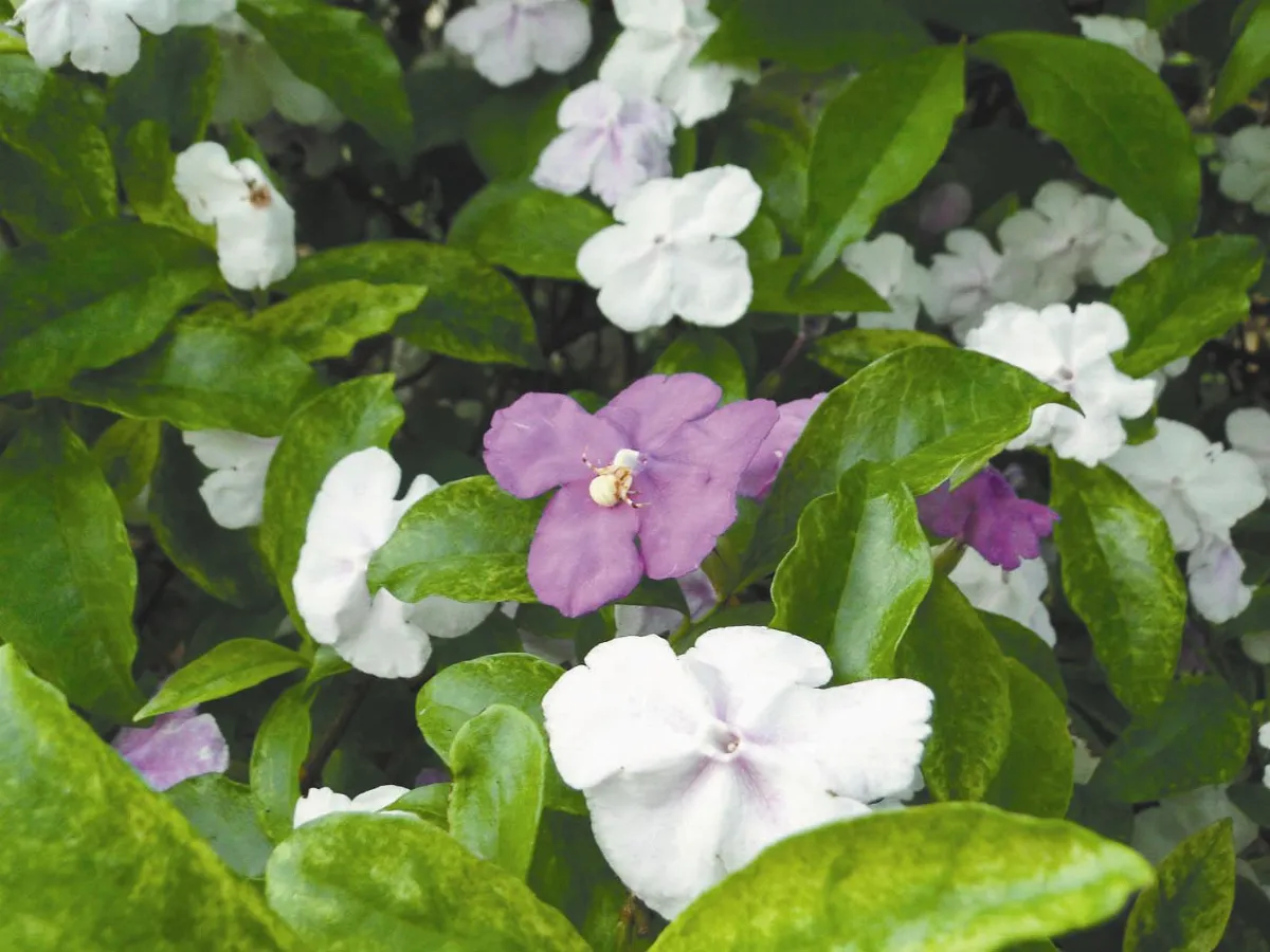 【人間植物禪】    青青白白千朵花