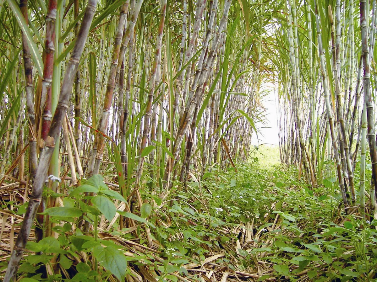 好糖來自真甘蔗