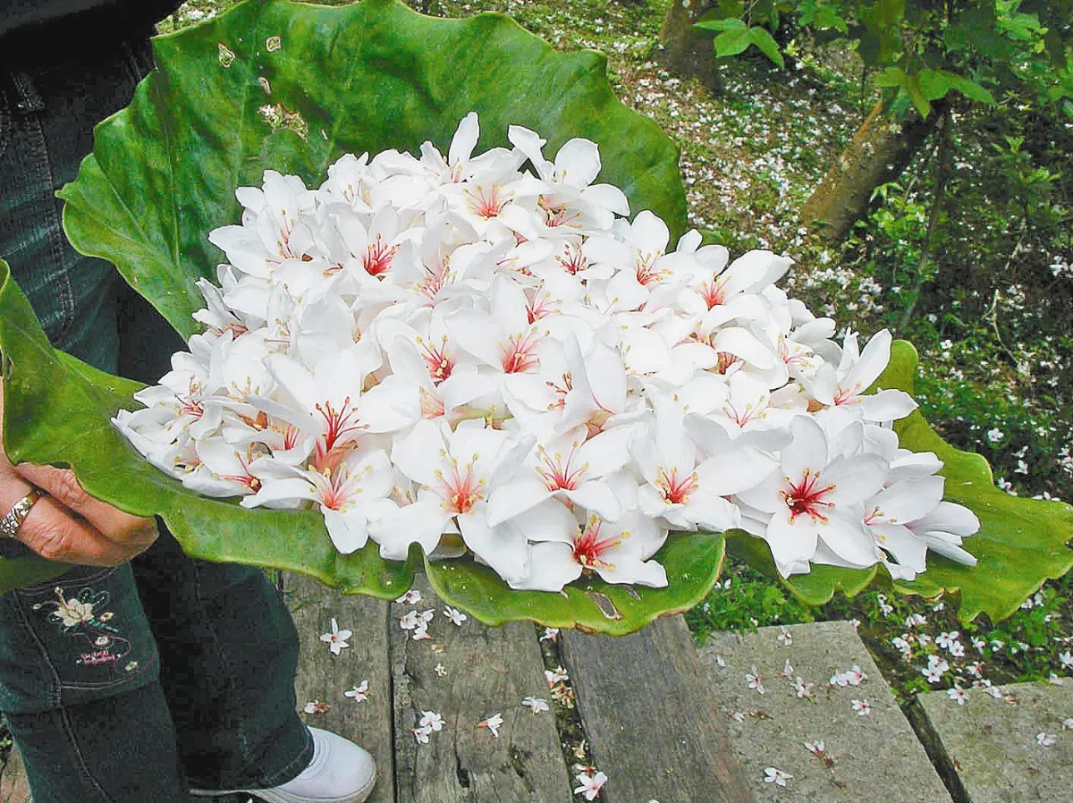 暮春之雪  山區裡的小姑娘——油桐花