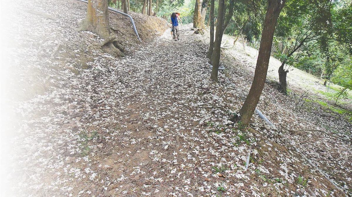 暮春之雪  山區裡的小姑娘——油桐花