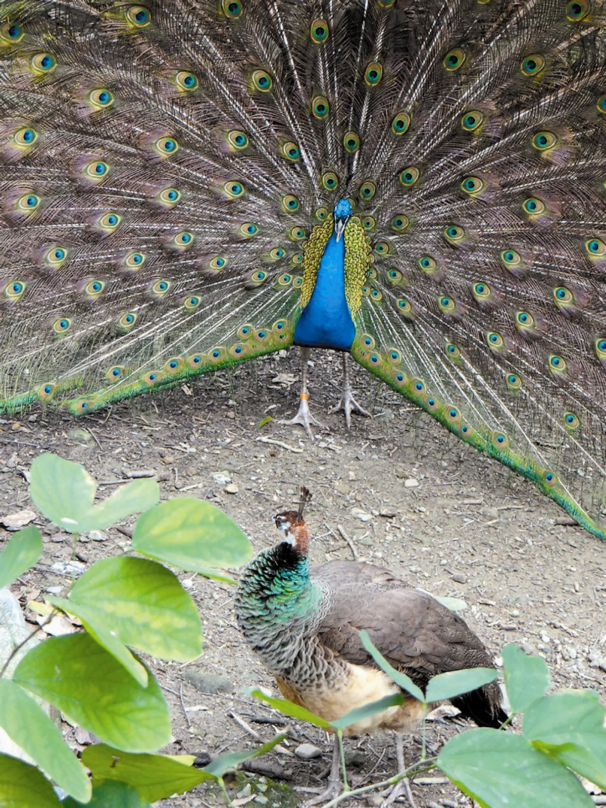 人間大美 藍孔雀家族 鳥園吸睛第一名