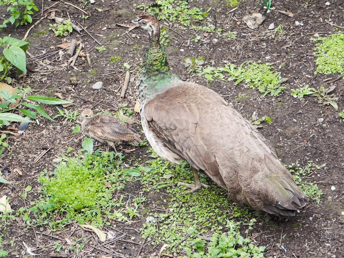人間大美 藍孔雀家族 鳥園吸睛第一名