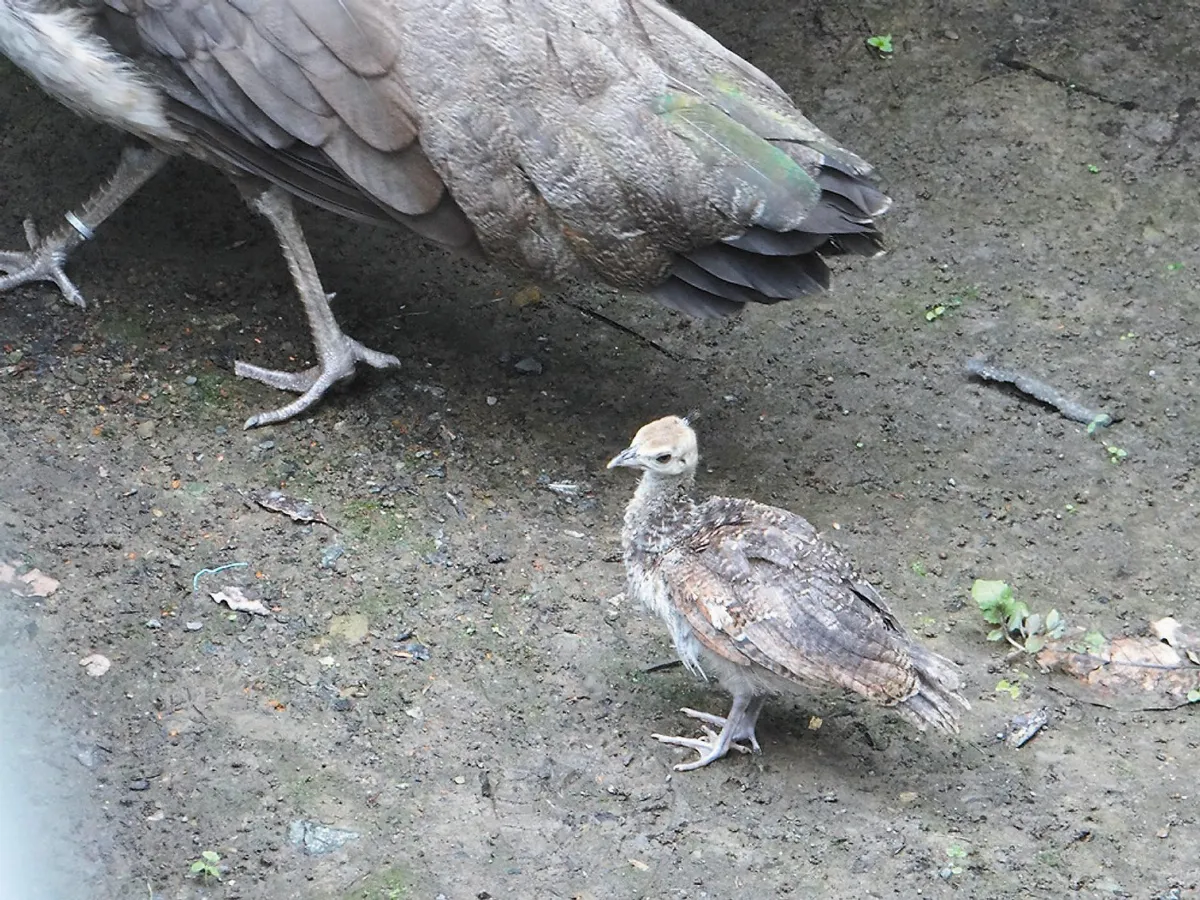人間大美 藍孔雀家族 鳥園吸睛第一名