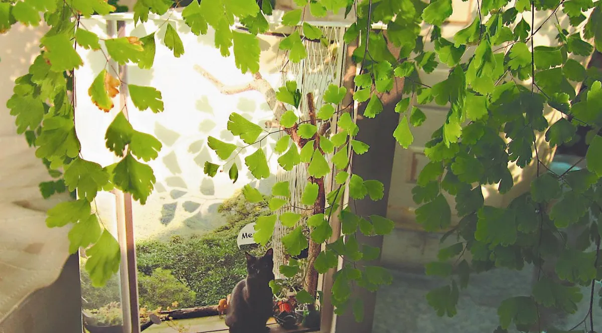 【小城故事】    窗台是小屋的眼睛