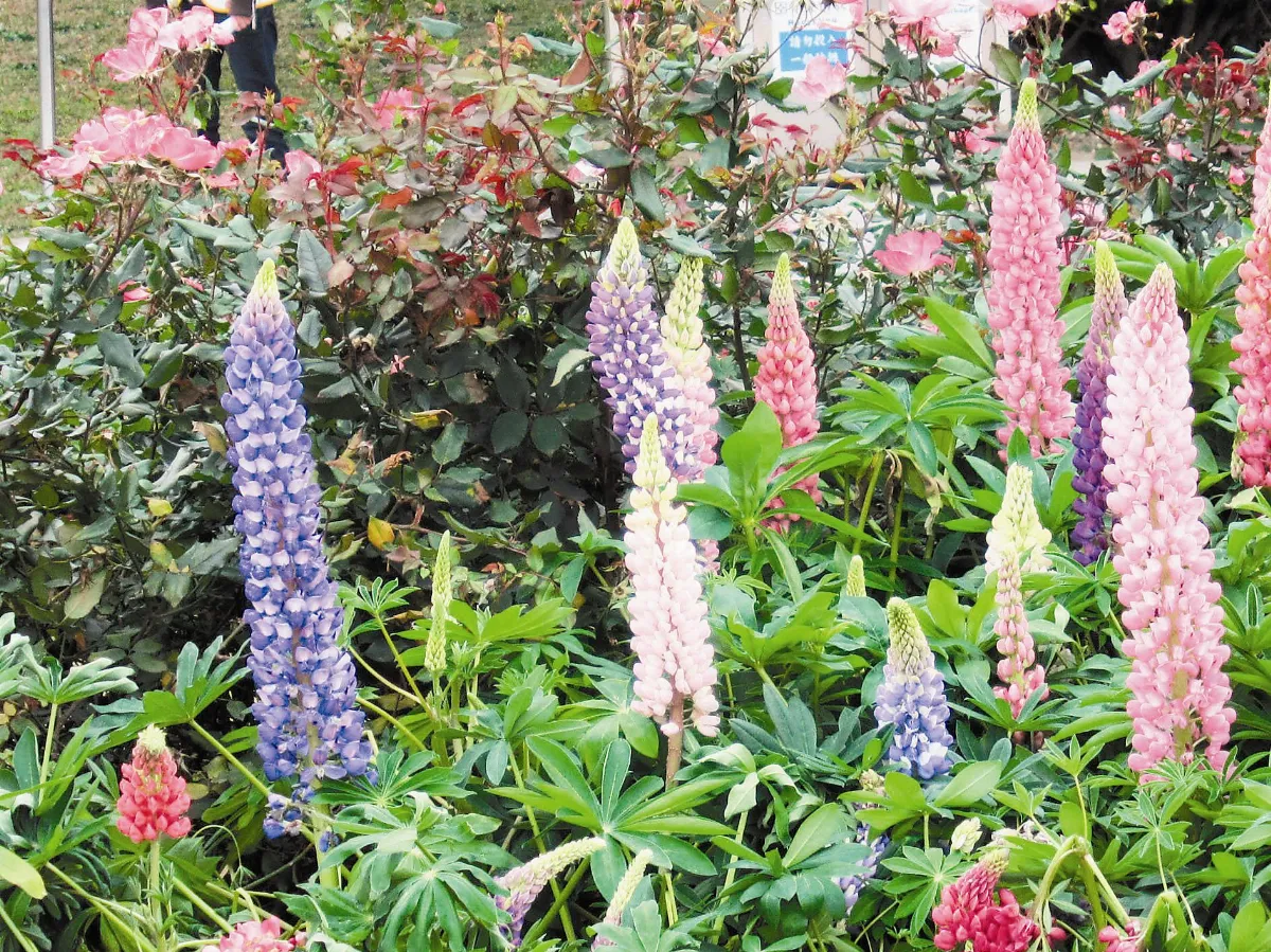 【人間植物禪】    愛我，請不要棄養我