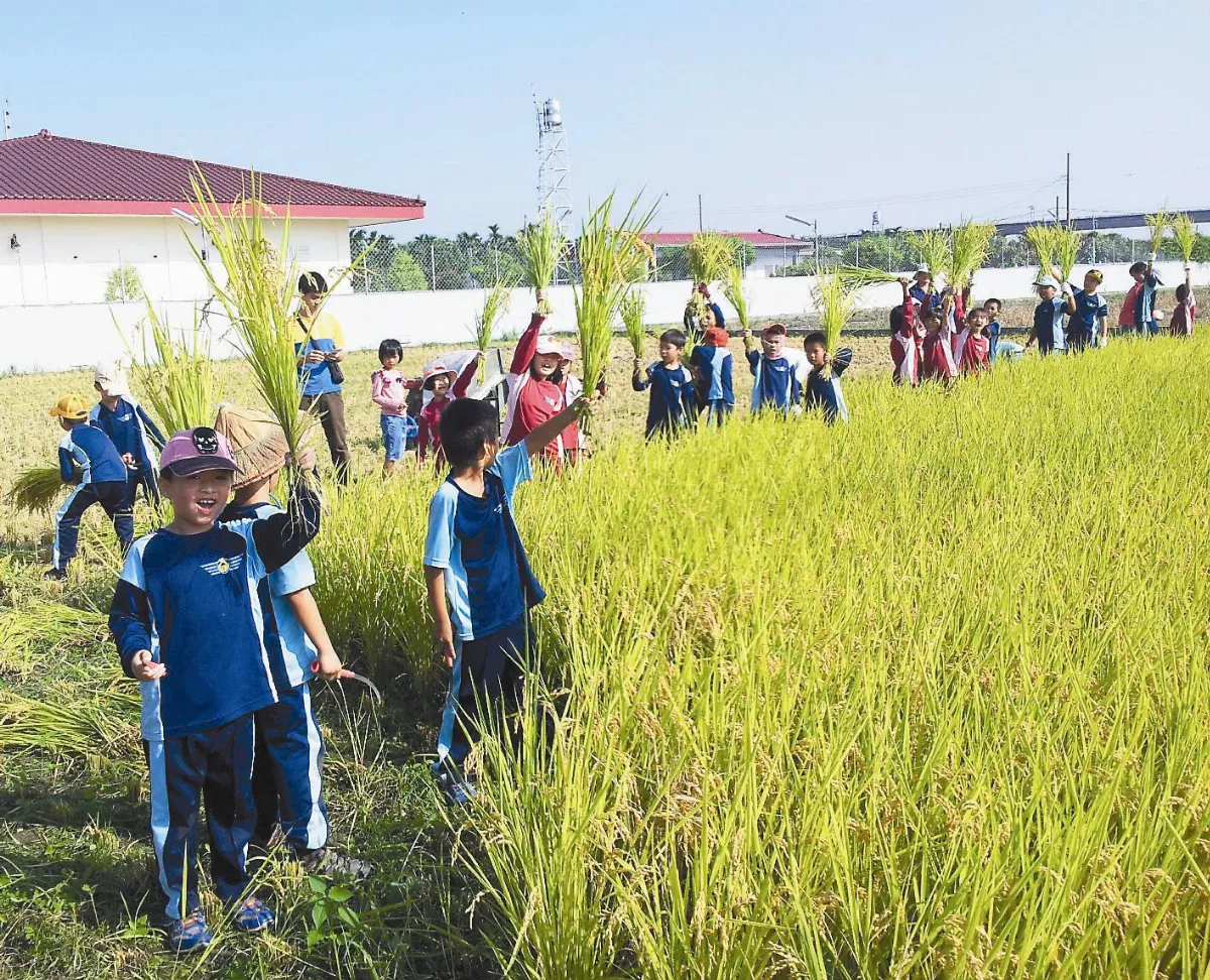 當穀東推無農藥 大明師生忙割稻