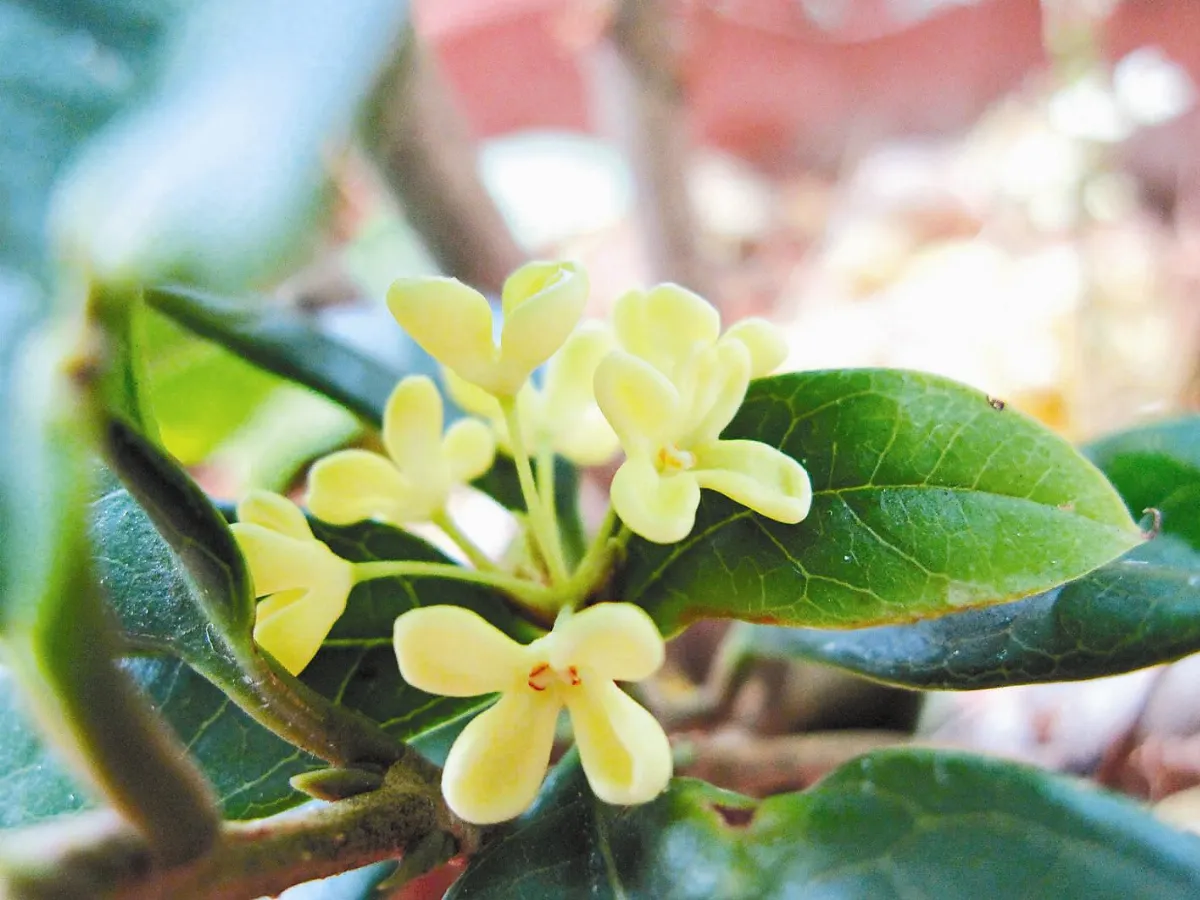 【詩情花意】 花卉別名拾趣