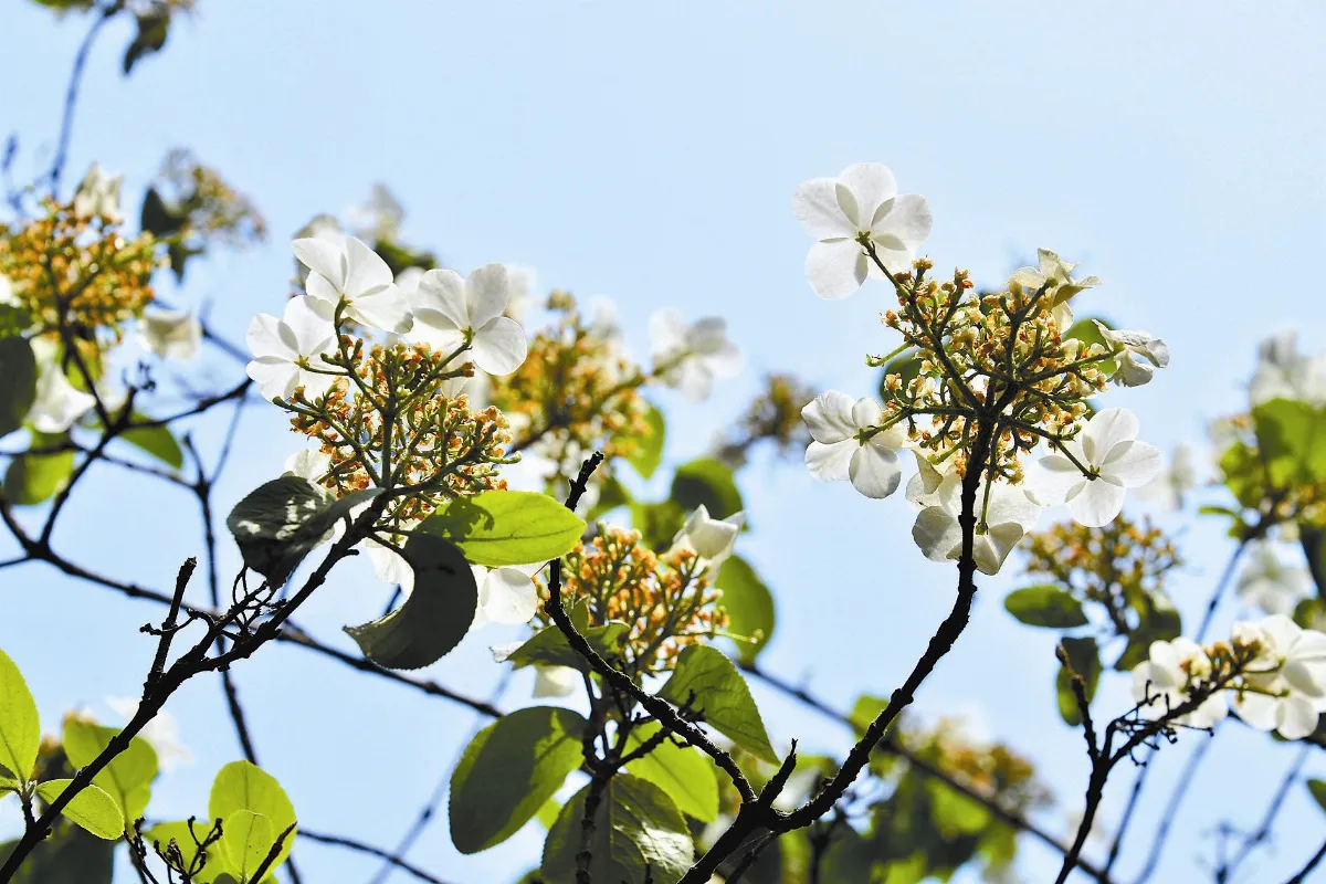 【詩情花意】 花卉別名拾趣