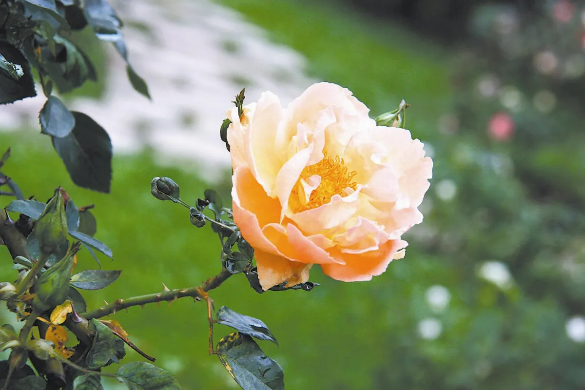 【詩情花意】 花卉別名拾趣