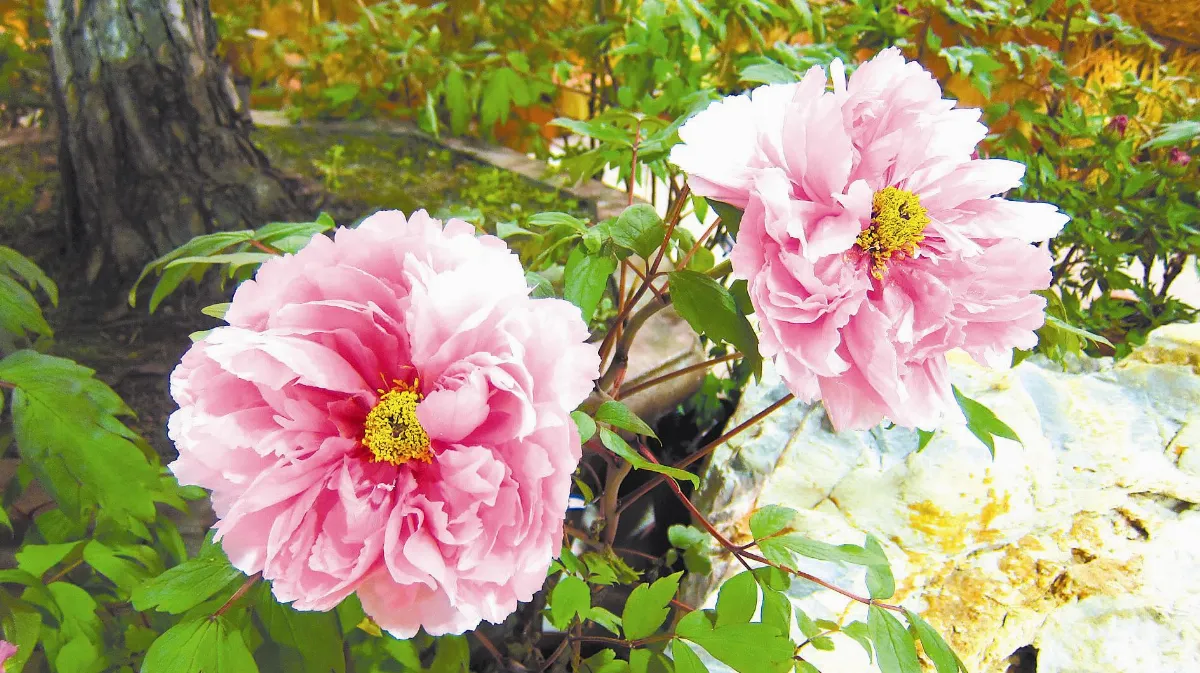 【詩情花意】 花卉別名拾趣