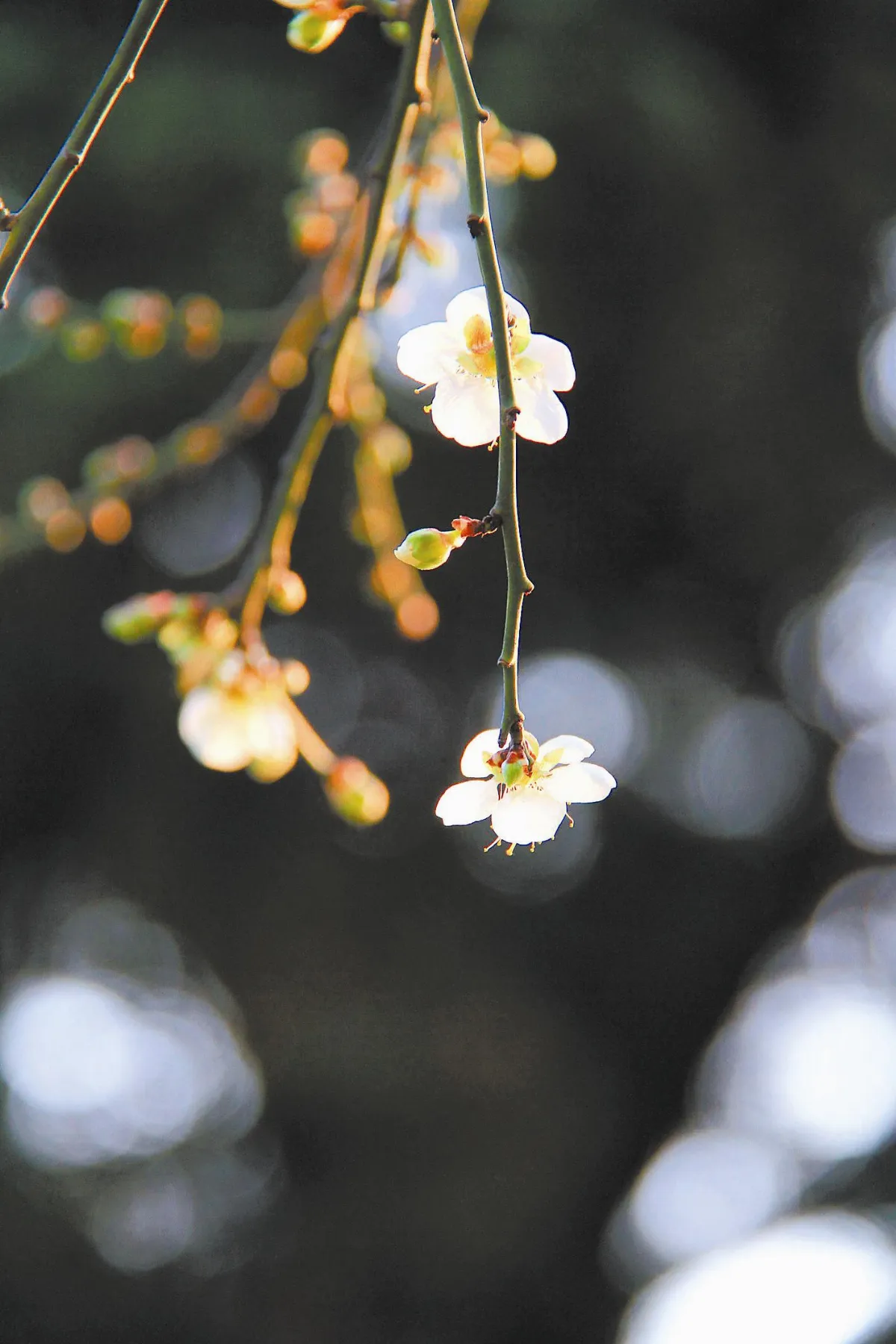 【詩情花意】 花卉別名拾趣