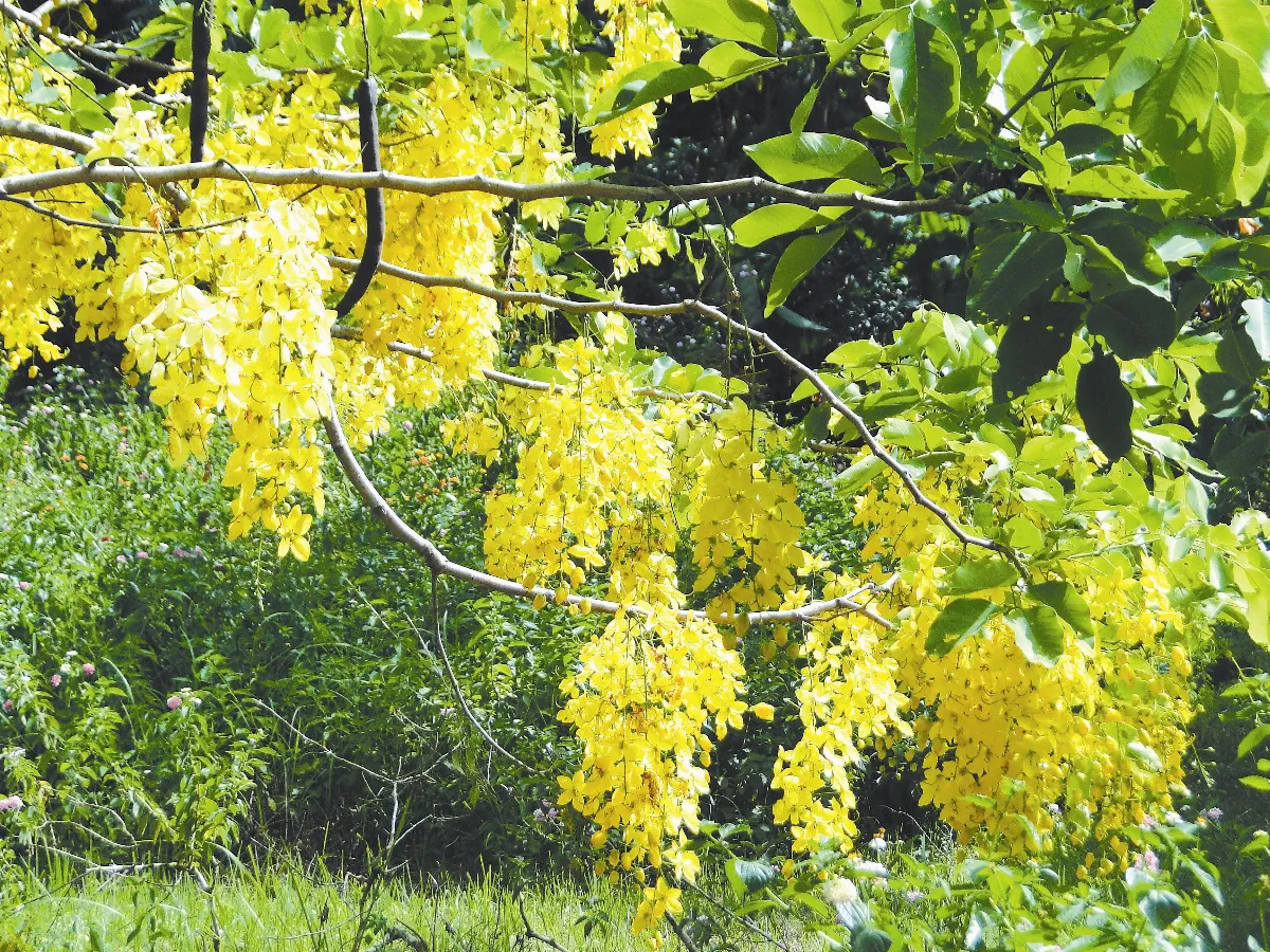 【人間植物禪】 可憐懶人、鳳凰阿伯