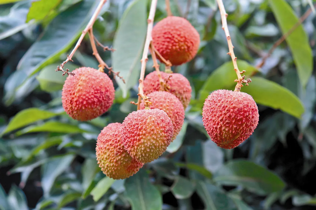 足感心 農友：水果節每年回來