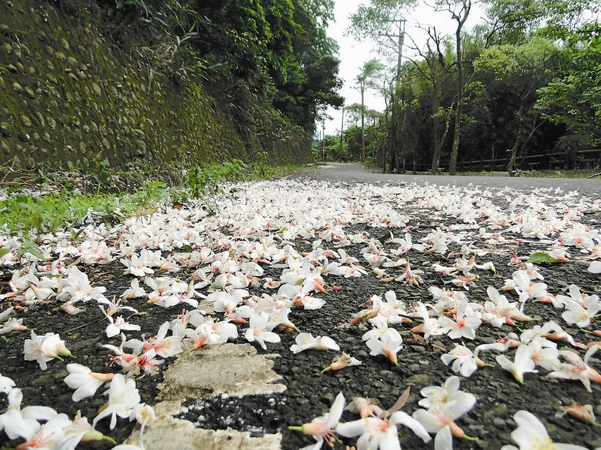 【人間植物禪】跌宕起伏油桐花