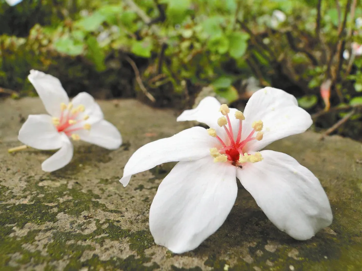 【人間植物禪】跌宕起伏油桐花