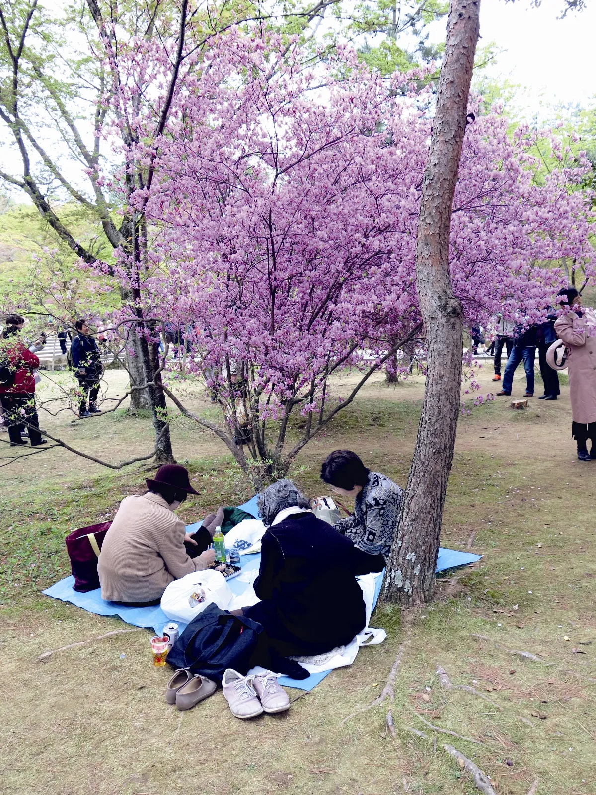 杏福按個讚 花草的療癒魔力