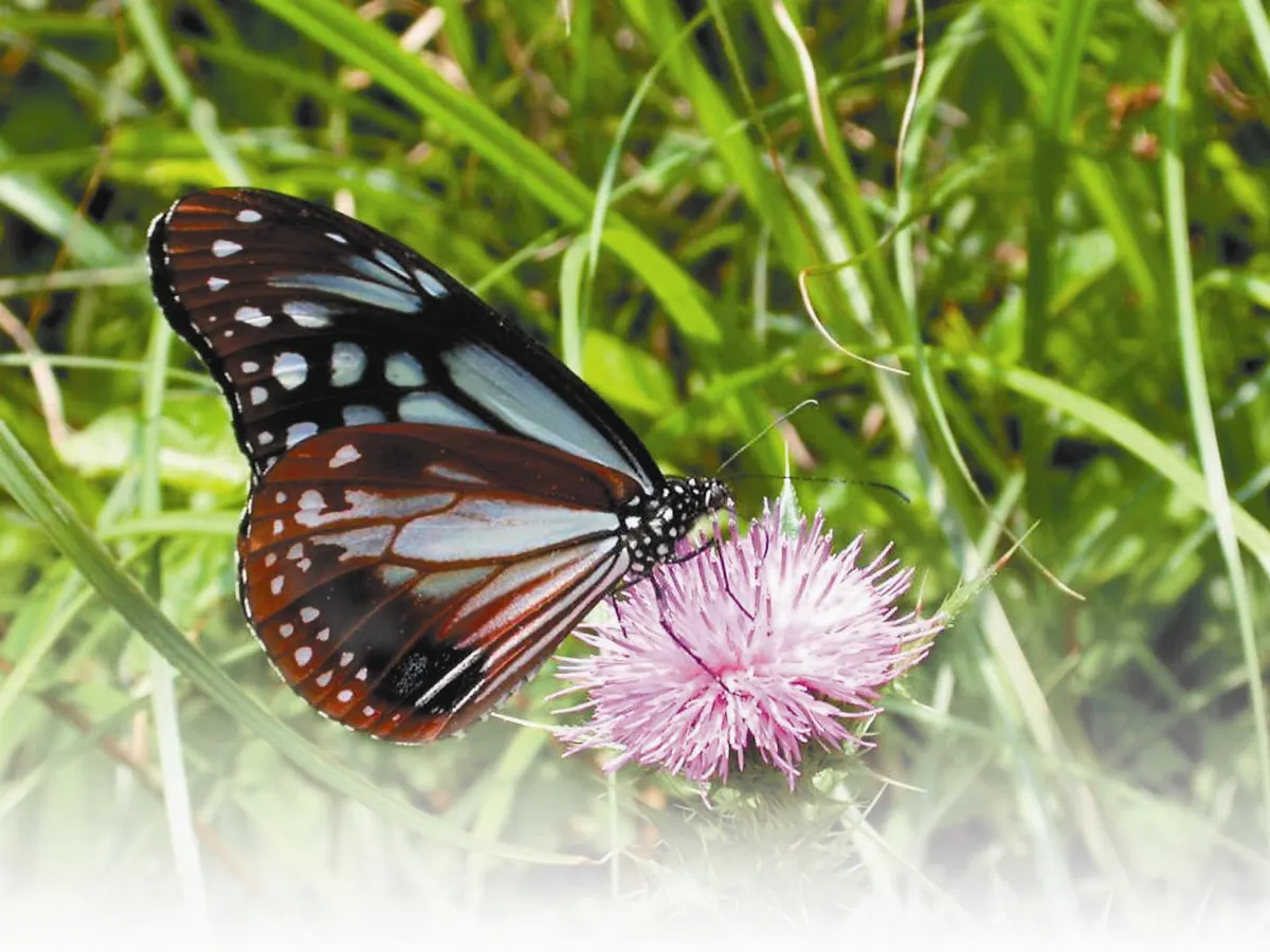 【蝴蝶生態特展】 青斑蝶（大絹斑蝶）