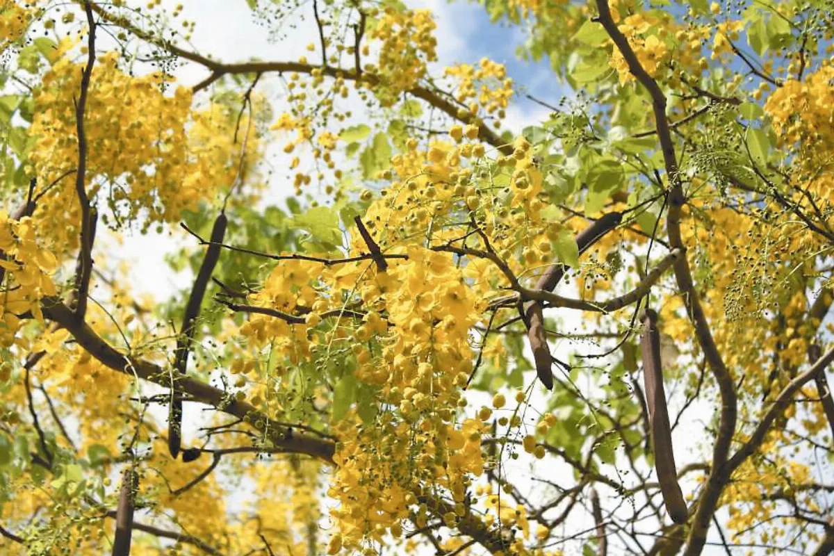 生活快門 初夏的阿勃勒