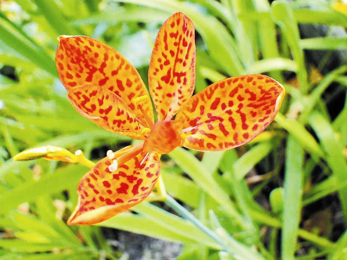 【人間植物禪】     蝴蝶花的童年