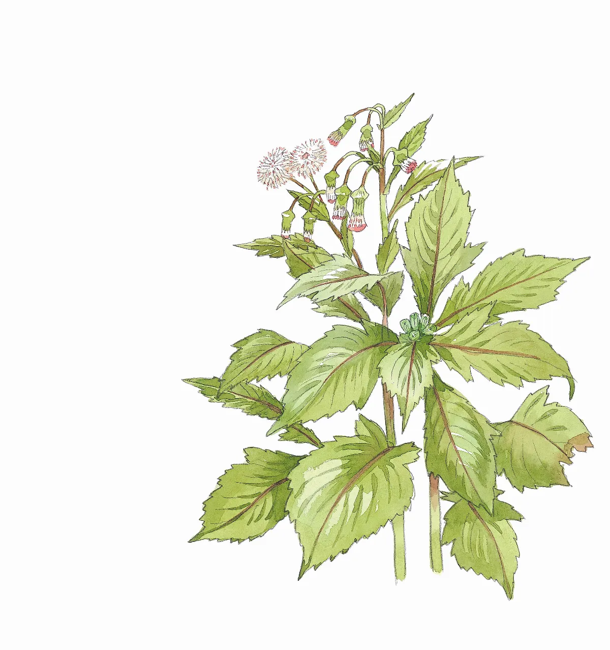 野地食堂 野菜佳餚昭和草