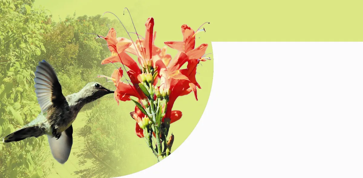 飛羽多嫵媚 喜見蜂鳥 長喙吸蜜