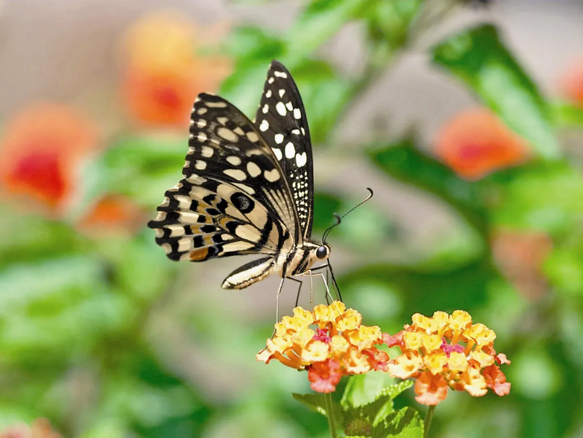 【蝴蝶生態特展】 無尾鳳蝶