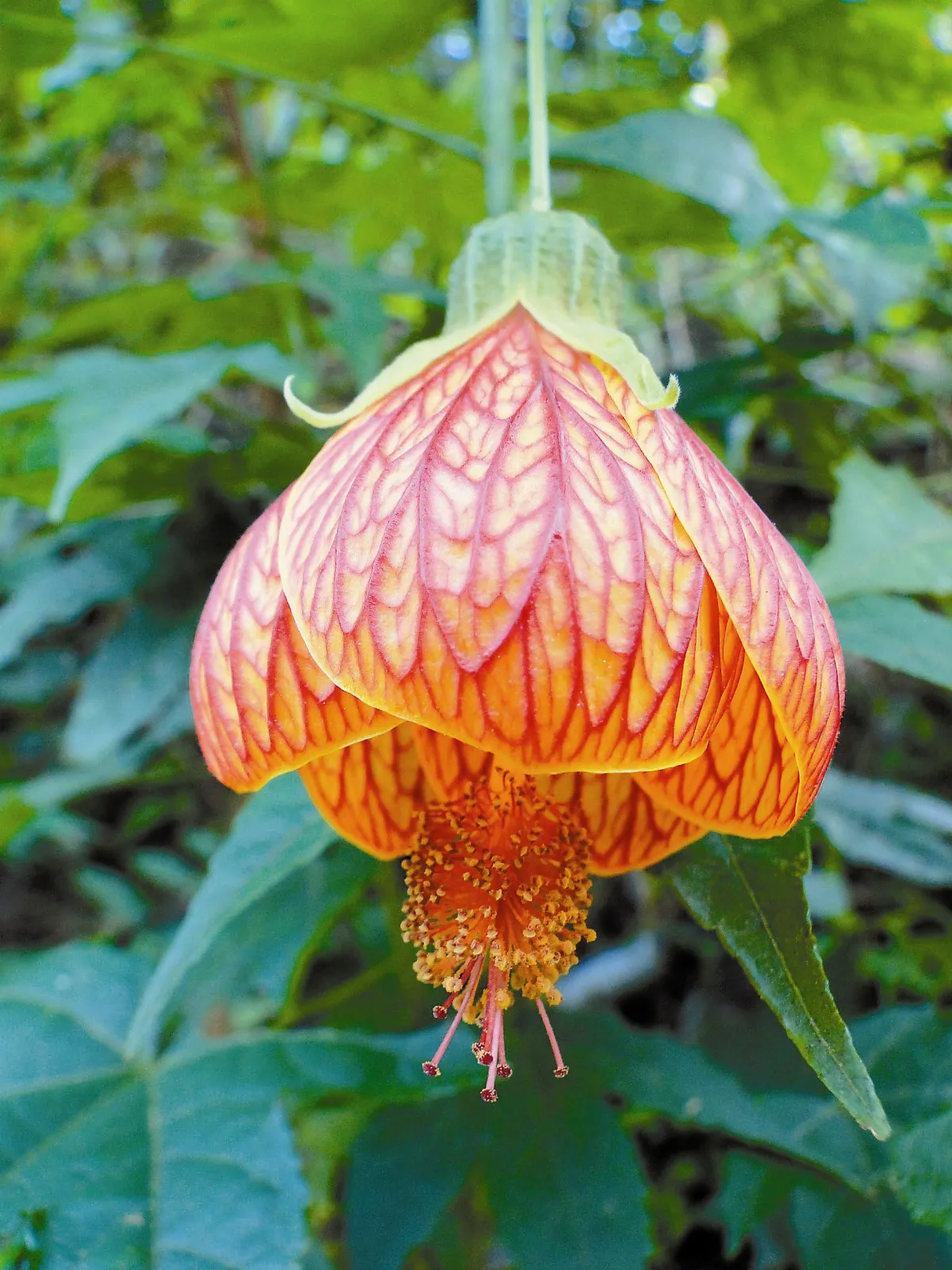 【人間植物禪】 向植物取經