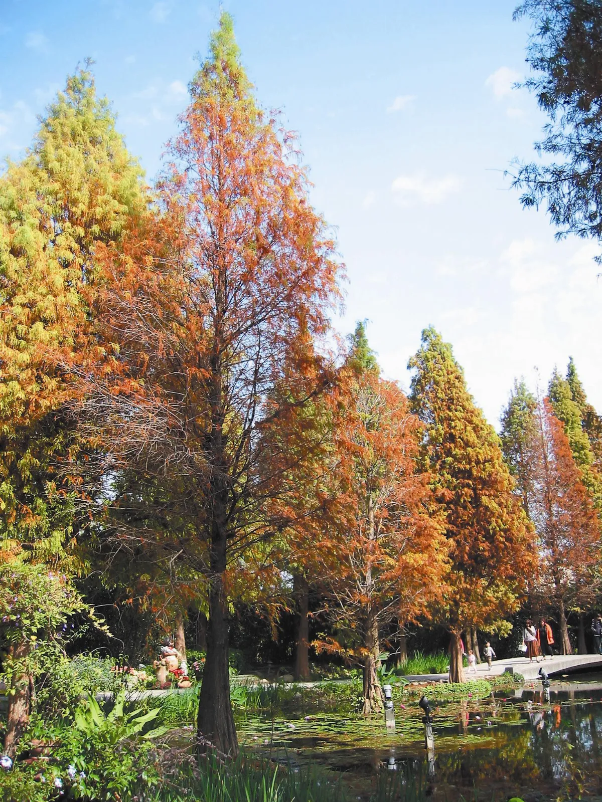 生命畫語 四季的舞者