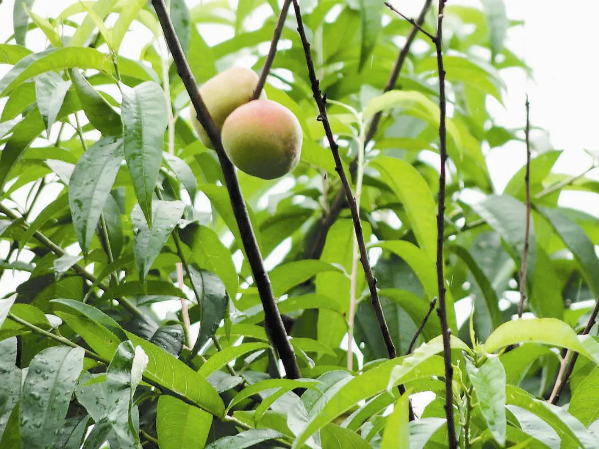 【人間植物禪】  水蜜桃的連想