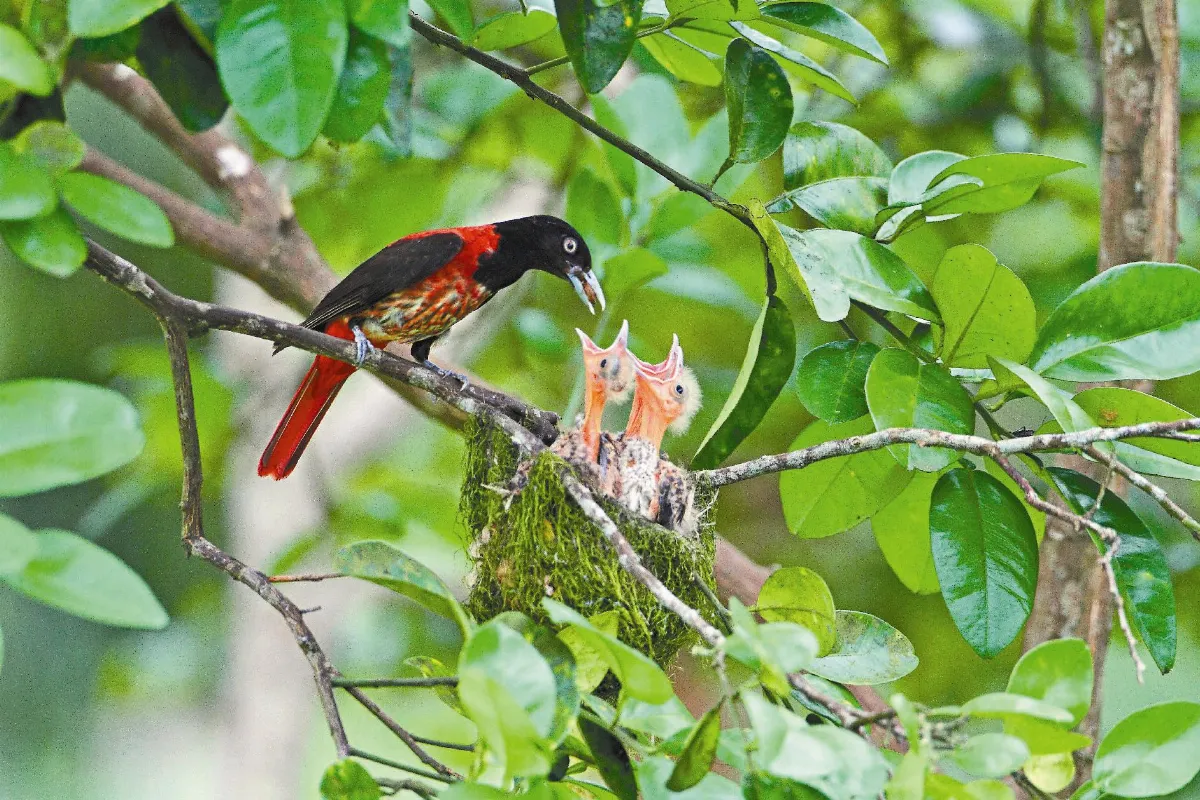 集資聘24小時保全 朱鸝育雛 鳥友護巢