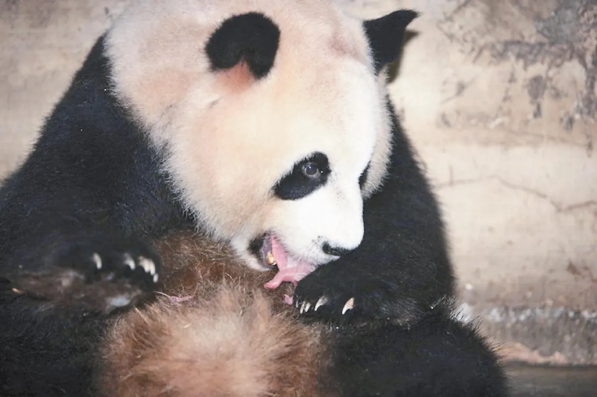 繼陝西「陽陽」接力演出 大陸貓熊婭星 產下龍鳳胎